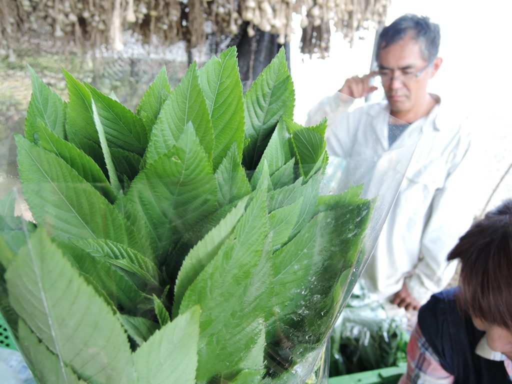 モロヘイヤ 野菜オタク 野菜辞典 Vol 13 フードメッセンジャー 藤田 久美子 食オタmagazine 食のオタクによる食のオタクのためのマガジン 食オタマガジン