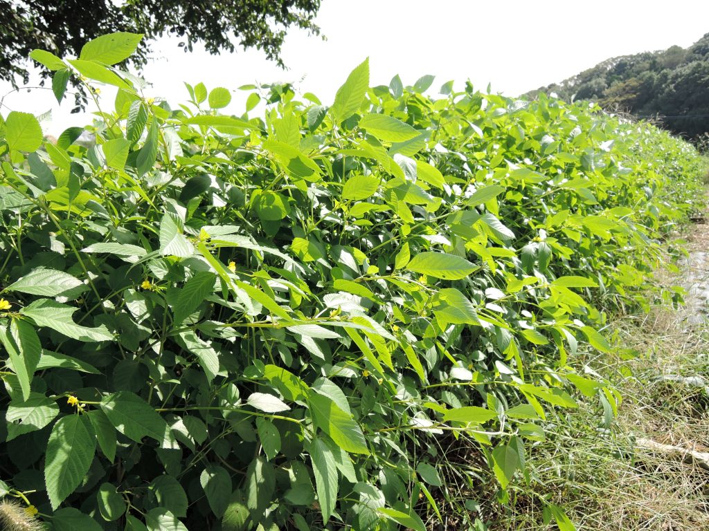 モロヘイヤ 野菜オタク 野菜辞典 Vol 13 フードメッセンジャー 藤田 久美子 食オタmagazine 食のオタクによる食のオタクのためのマガジン 食オタマガジン