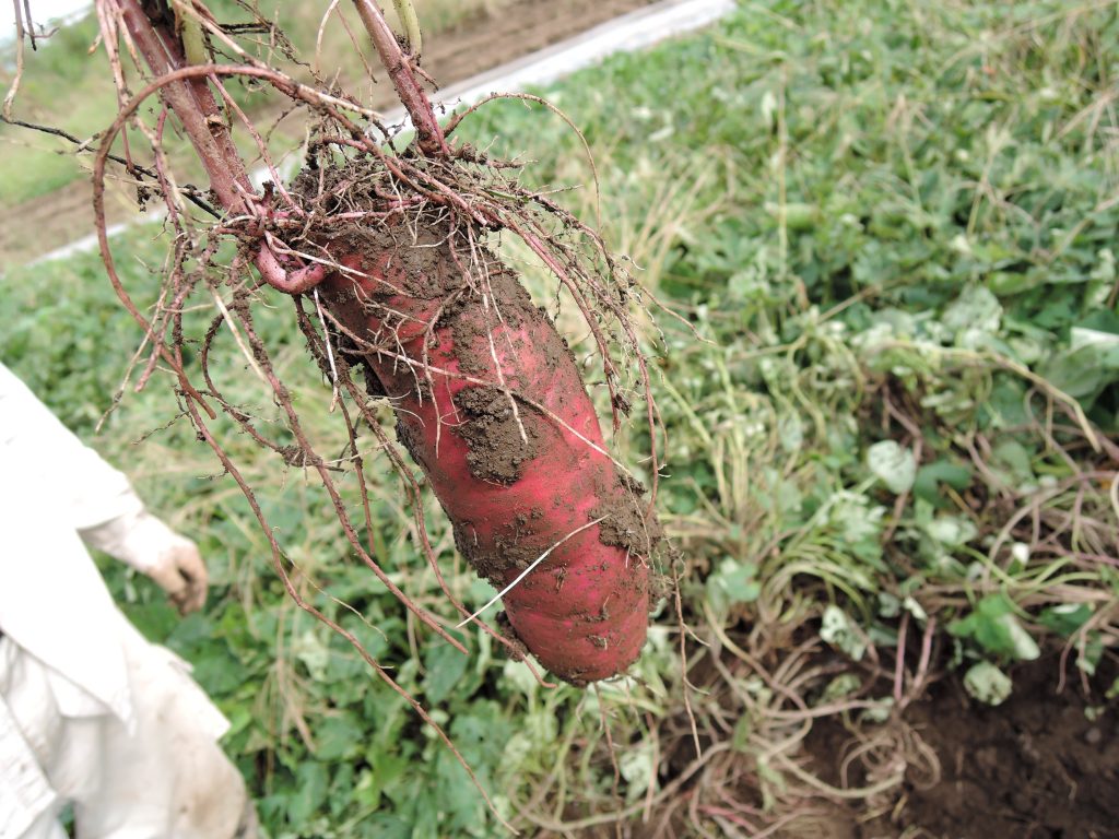 サツマイモ 野菜オタク 野菜辞典 Vol 19 ガジェット通信 Getnews