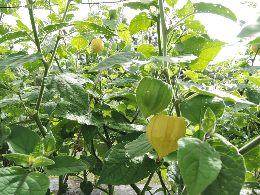 食用ほおずき 野菜オタク 野菜辞典 Vol 16 フードメッセンジャー 藤田 久美子 食オタmagazine 食のオタクによる食のオタクのためのマガジン 食オタマガジン