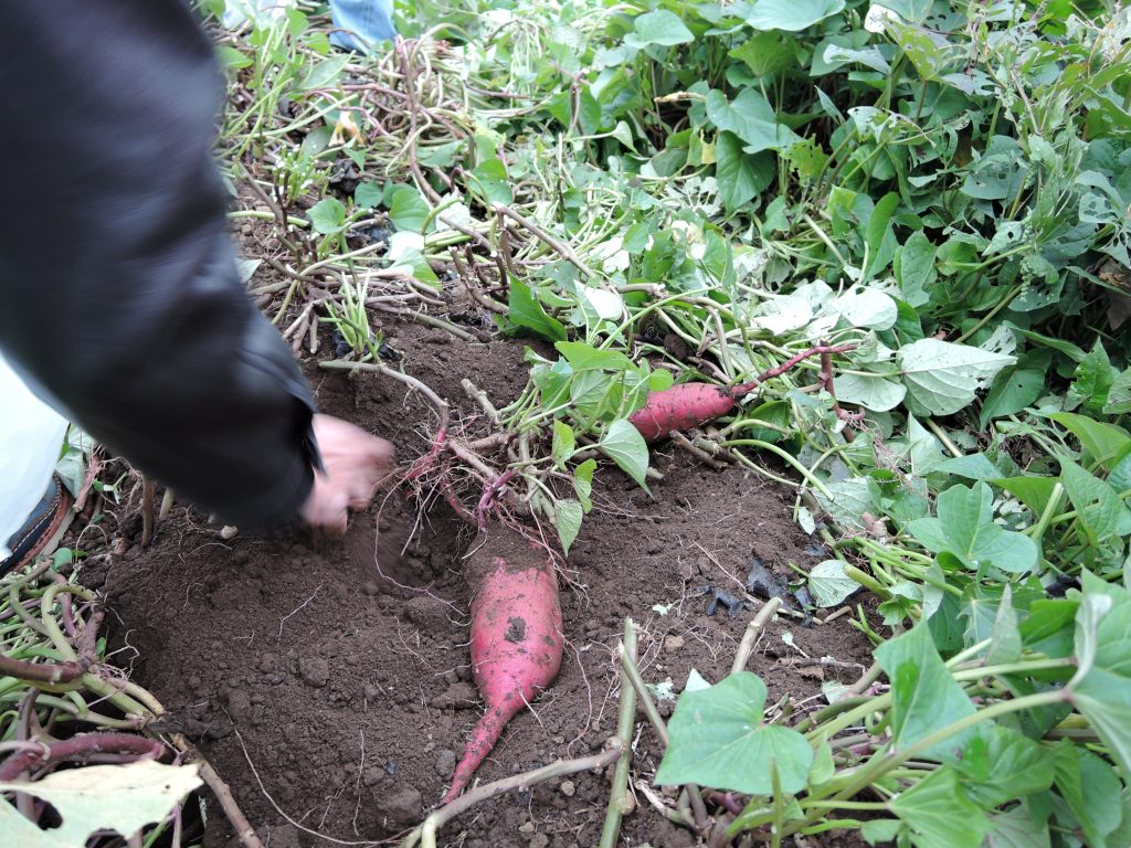 秋祭りに欠かせない！さつまいもの上手な収穫方法と食べごろの見分け方 フードメッセンジャー：サンロクゴ マーケット 食