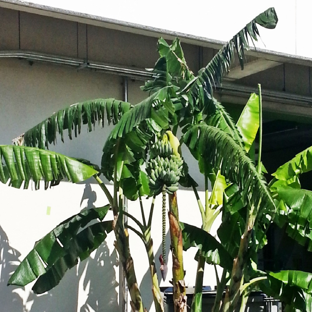 横浜育ちのバナナ!