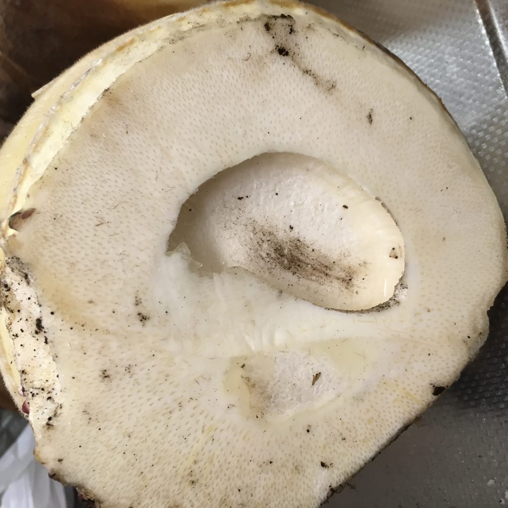 タケノコ食べたーい アクもエグミもこれで解決 大解剖 フードメッセンジャー 加野 有美 食オタmagazine 食のオタクによる食のオタクのためのマガジン 食オタマガジン