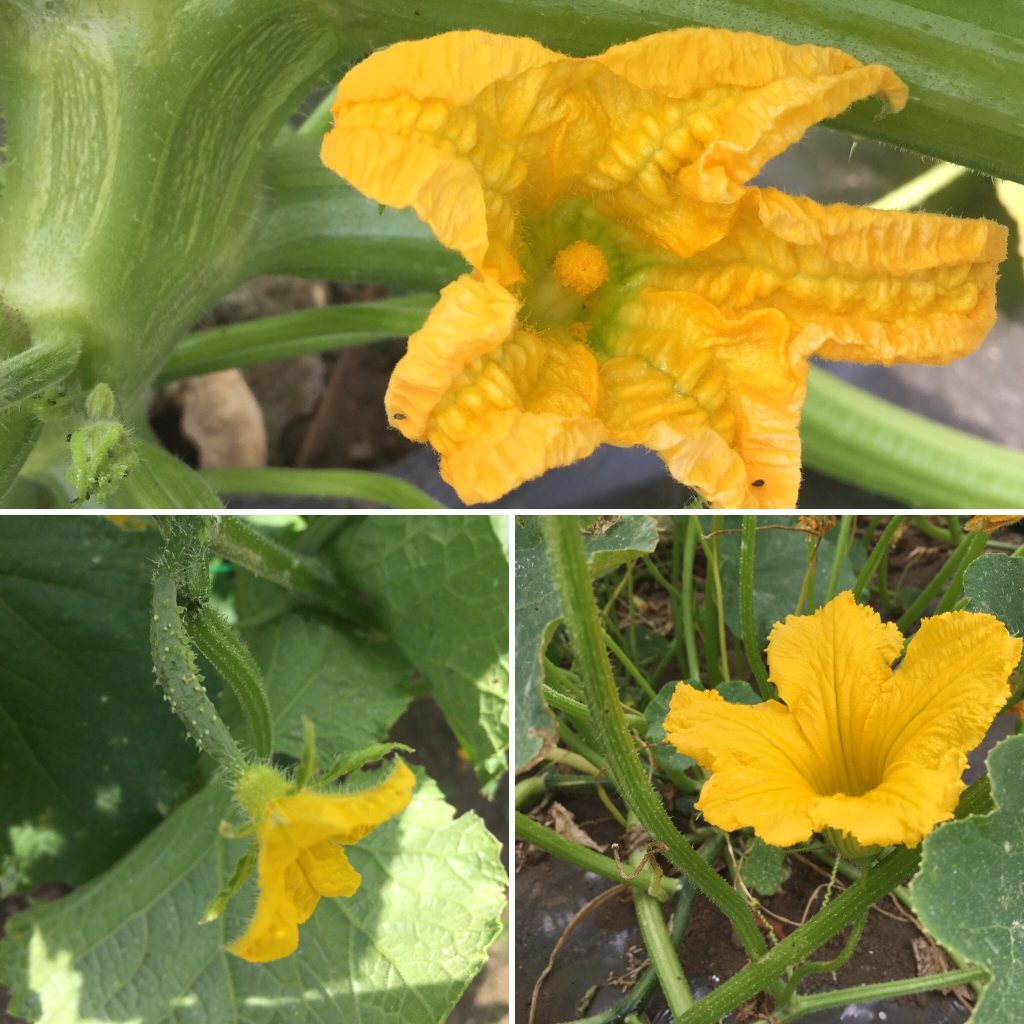 野菜の花で仲間さがし！ フードメッセンジャー：増田 純代 食オタMAGAZINE 食のオタクによる食のオタクの