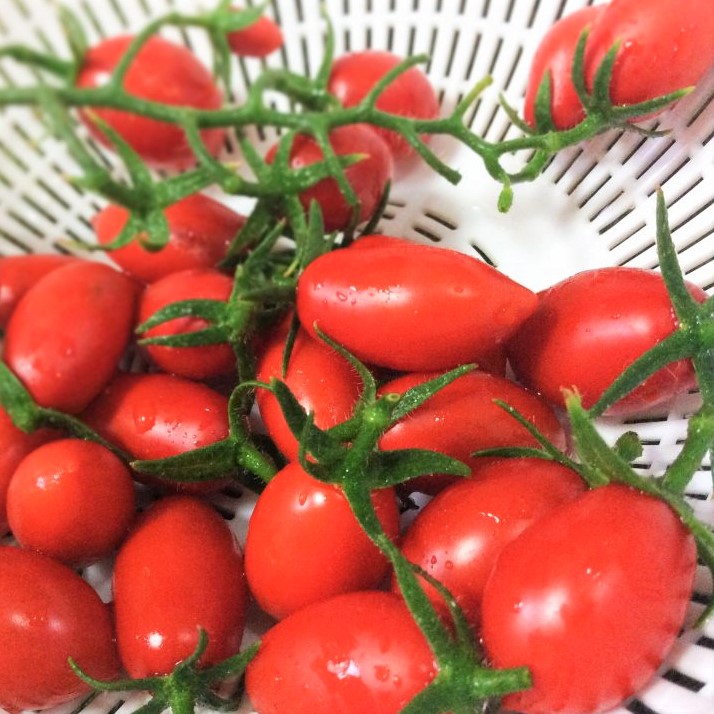 親子で簡単栽培！ミニトマトの作り方