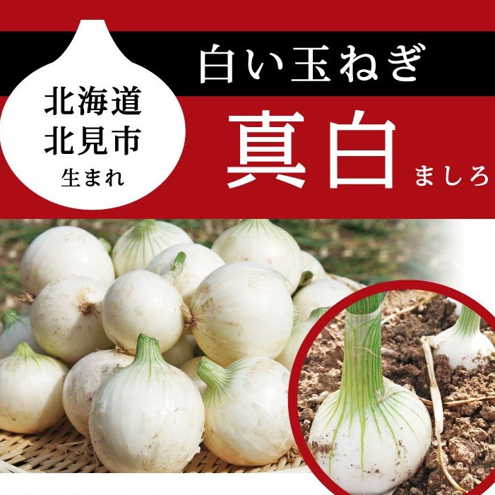 北海道産地の子どもたちによる白タマネギ「真白」PR販売実施！