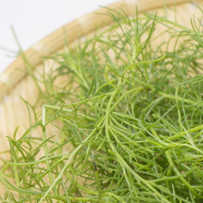 栄養素が豊富なおかひじきは、美容効果もすごい!