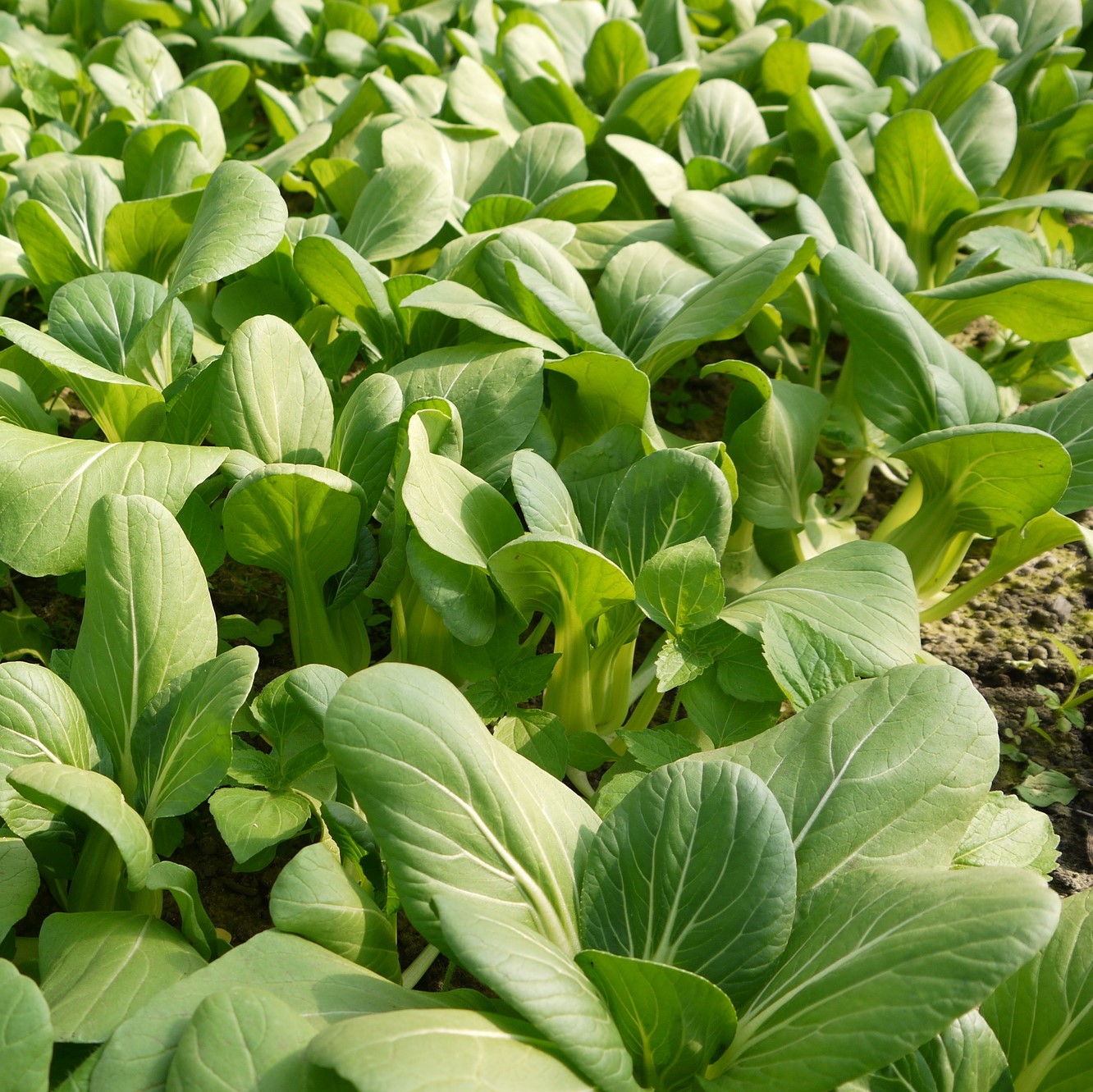 秋の遠足のお弁当…栄養価の高いチンゲン菜を使ったおかずレシピ