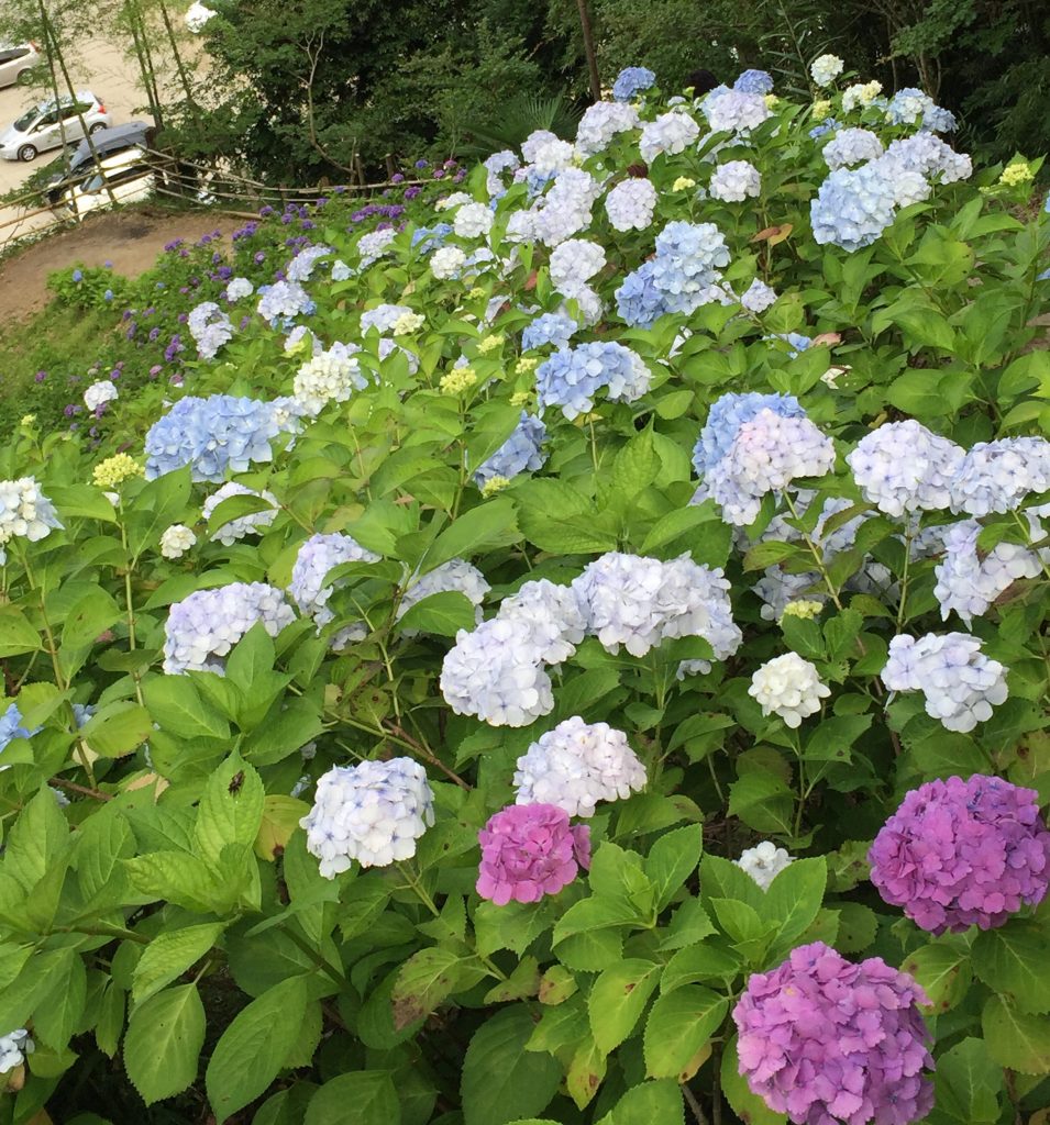 野菜色素の不思議な力 アントシアニン酸性アルカリ性の色は フードメッセンジャー 魚谷 真理子 食オタmagazine 食のオタクによる食のオタクのためのマガジン 食オタマガジン