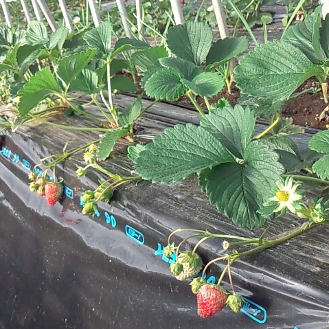 これって野菜 果物 分類や違いをモヤモヤ整理 フードメッセンジャー 豊岡 加奈子 食オタmagazine 食のオタクによる食のオタクのためのマガジン 食オタマガジン