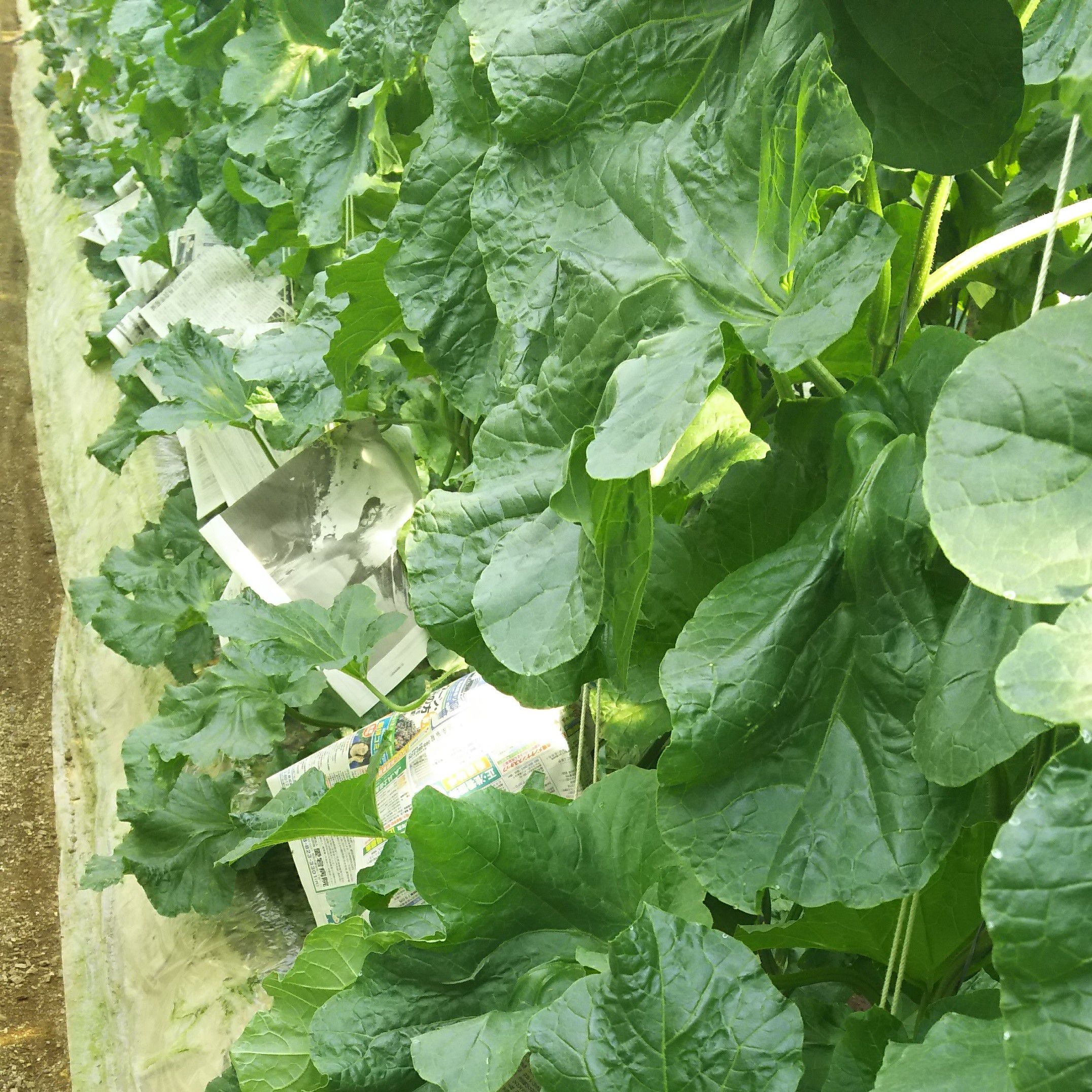 これって野菜 果物 分類や違いをモヤモヤ整理 フードメッセンジャー 豊岡 加奈子 食オタmagazine 食のオタクによる食のオタクのためのマガジン 食オタマガジン