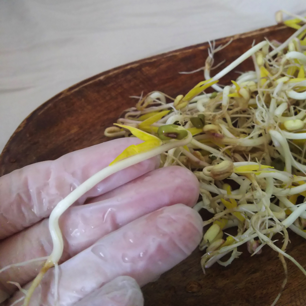 もやしをお家で育ててみよう フードメッセンジャー 豊岡 加奈子 食オタmagazine 食のオタクによる食のオタクのためのマガジン 食オタマガジン