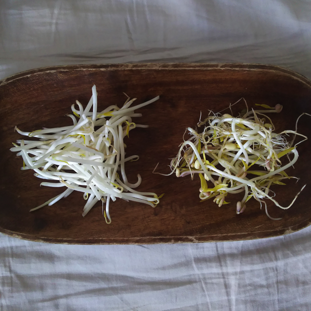 もやしをお家で育ててみよう フードメッセンジャー 豊岡 加奈子 食オタmagazine 食のオタクによる食のオタクのためのマガジン 食オタマガジン