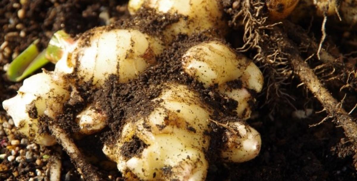 【食育マルシェ】オフィスで食育マルシェ講師のおし…