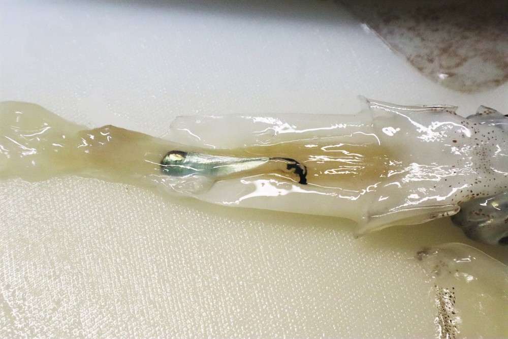 イカは冷凍保存ができる食材!冷凍&解凍方法を調査してみた