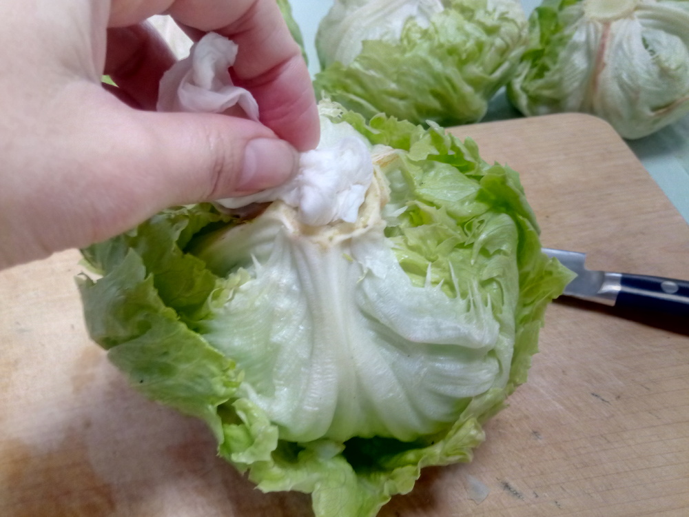 レタス保存方法を追求 芯に爪楊枝をさすと鮮度が保てるってホント フードメッセンジャー 豊岡 加奈子 食オタmagazine 食のオタクによる食のオタクのためのマガジン 食オタマガジン