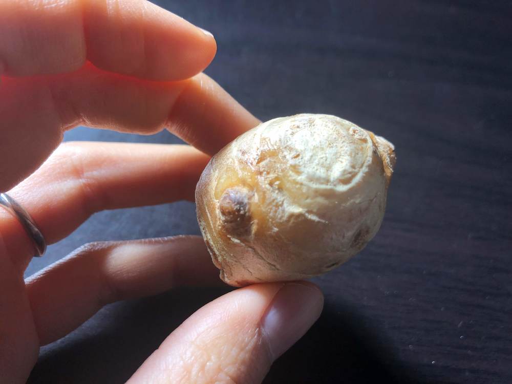 生姜のベストな保存方法は?!温度・湿度から長持ちする方法を検証してみた