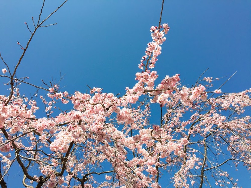 春がフワッと香る桜湯を楽しもう 桜の塩漬け の作り方と保存方法研究 ガジェット通信 Getnews