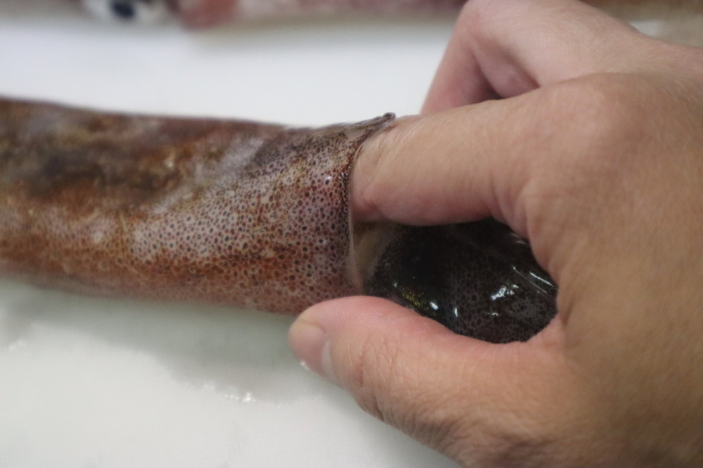 イカは冷凍保存ができる食材!冷凍&解凍方法を調査してみた