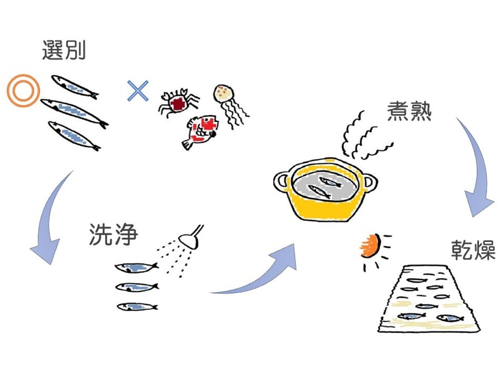 カタクチイワシで自家製煮干しを作ろう 簡単で美味しい作り方を研究 フードメッセンジャー 鹿毛 恵理 食オタmagazine 食のオタクによる食のオタクのためのマガジン 食オタマガジン