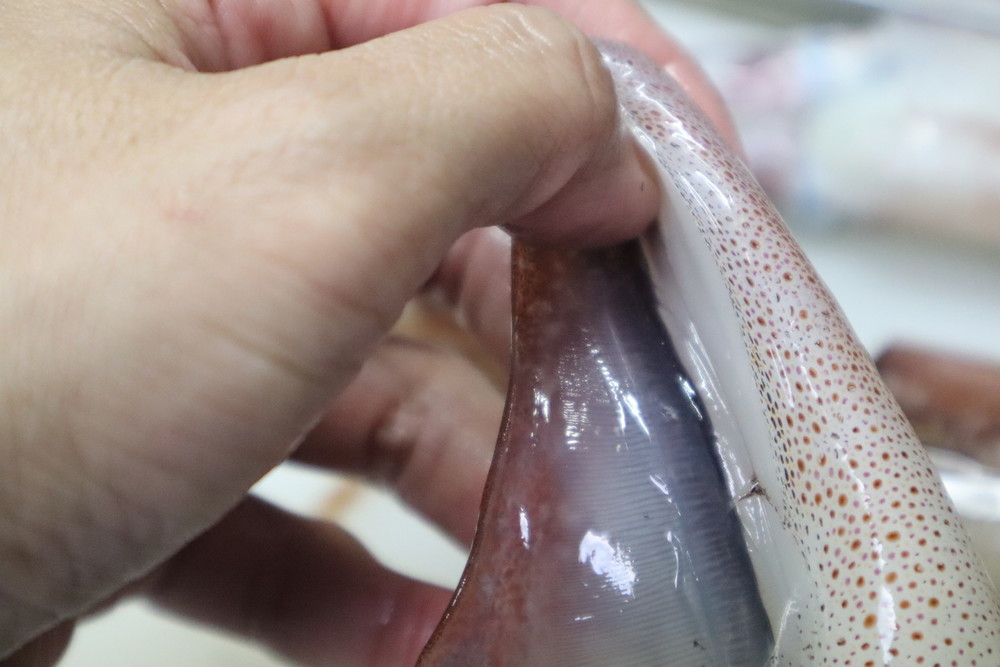 イカは冷凍保存ができる食材!冷凍&解凍方法を調査してみた