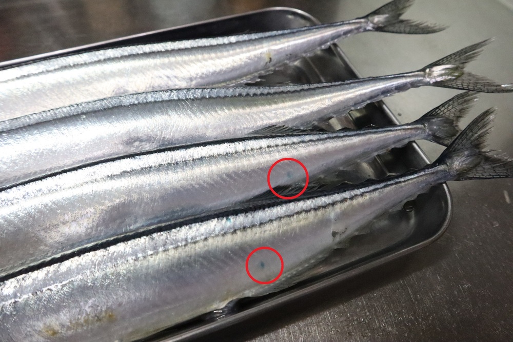 秋刀魚 サンマ を美味しく上手に焼く方法を検証してみた フードメッセンジャー 糸井 朱里 食オタmagazine 食のオタクによる食のオタクのためのマガジン 食オタマガジン