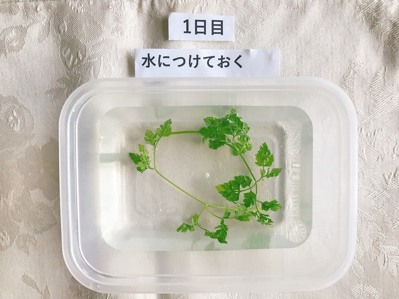 パーティにぴったり!エディブルフラワー&ハーブの上手な保存方法はコレ!3週間保存実験